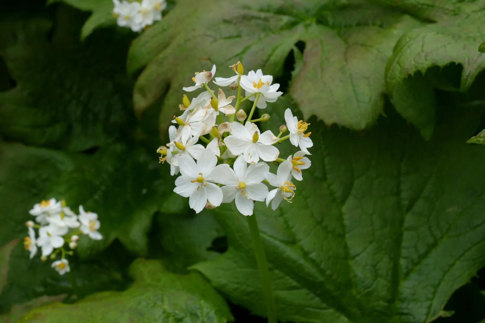 Skeleton Flower