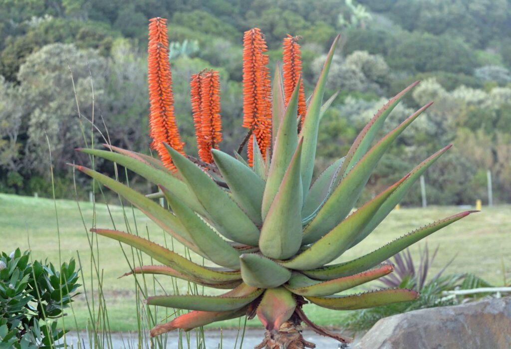 Pentingnya melestarikan Aloe ferox untuk generasi mendatang