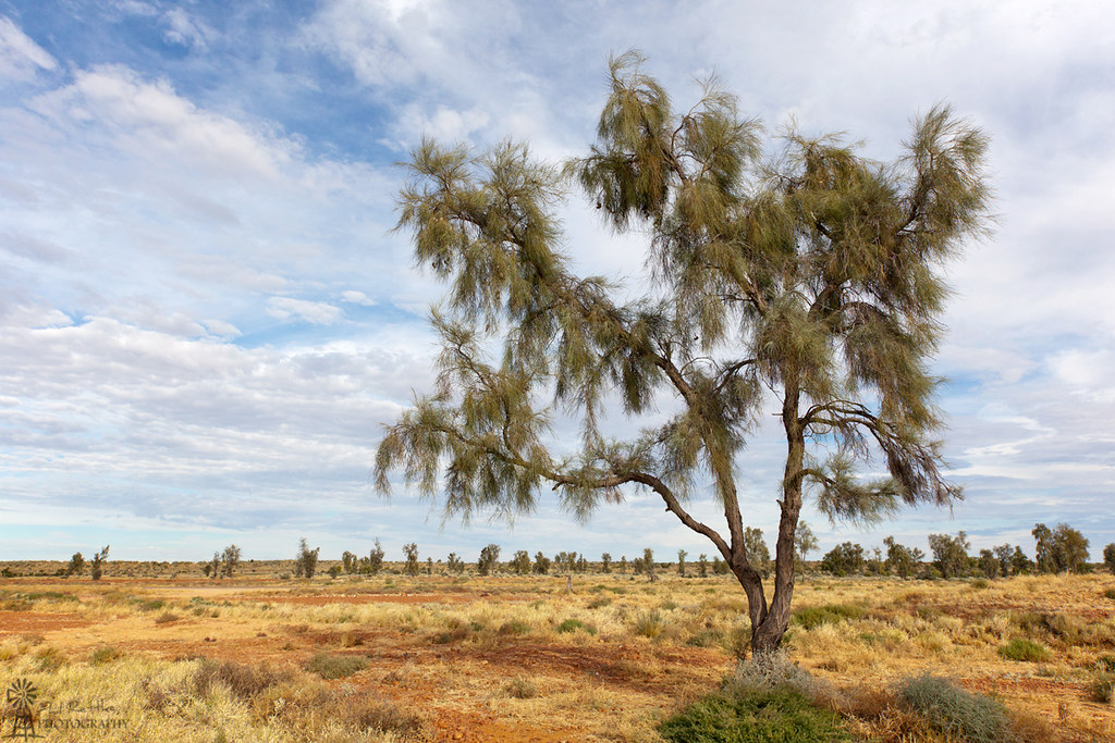 Acacia Peuce Simbol Ketahanan di Tanah Kering Australia