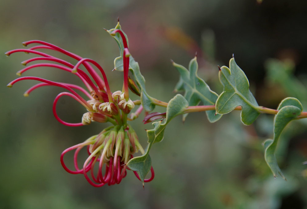 Grevillea maccutcheonii: Permata Taman Berbunga Merah