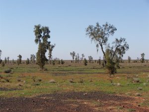 Acacia Peuce Pohon Langka Yang Menyimpan Keajaiban Alam Australia