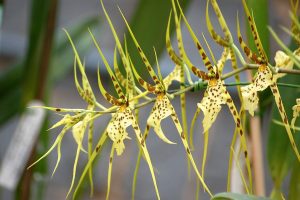 Yellow Spider Orchid Anggrek Langka Simbol Keberagaman Flora Australia