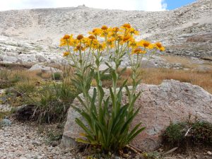 Hymenoxys Hoopesii Melestarikan Flora Unik Dengan Pesona Keindahan