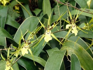 Yellow Spider Orchid Anggrek Langka Simbol Keberagaman Flora Australia