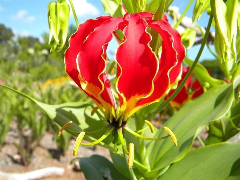 Flame Lily, Tanaman Langka Yang Sangat Indah Namun Beracun