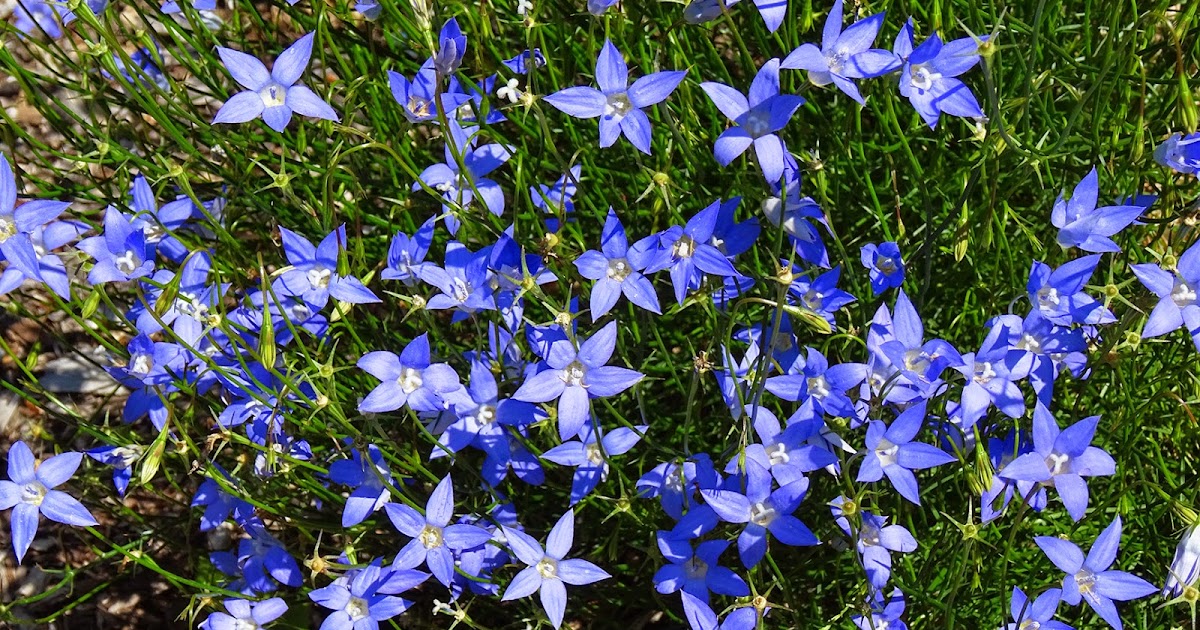 Bunga Lonceng Biru yang Menghiasi Alam Australia