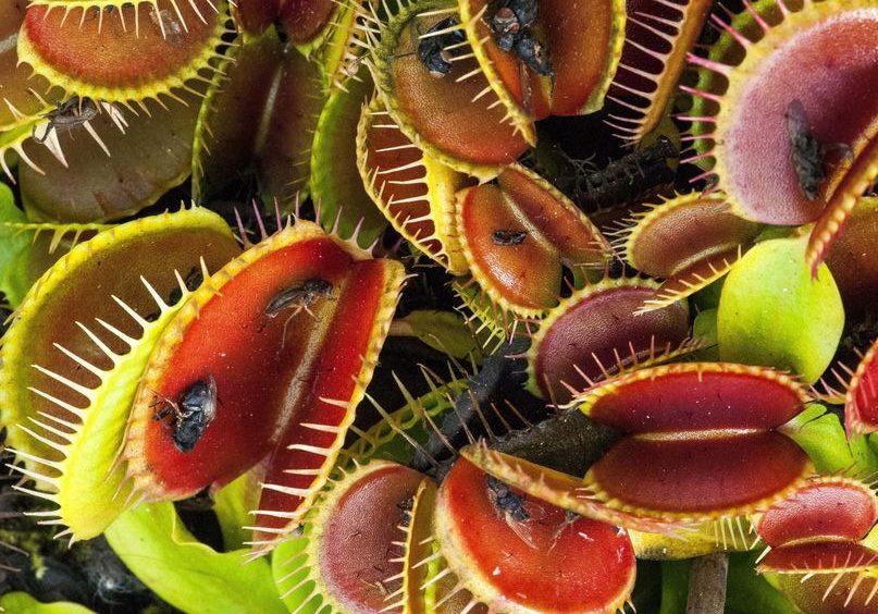 Venus flytrap Tanaman Yang Hobi Memakan Serangga