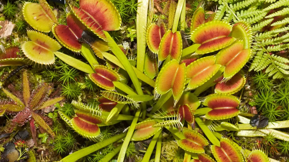 Venus flytrap Tanaman Yang Hobi Memakan Serangga