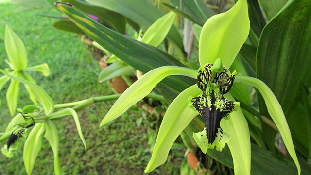 Tanaman Angrek Hitam hutan hujan tropis