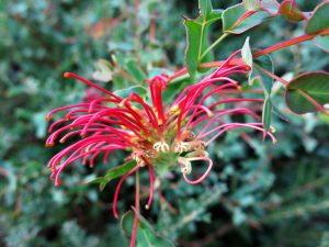 Grevillea Maccutcheonii Dengan Keberagaman Dan Keunikan Ekosistemnya