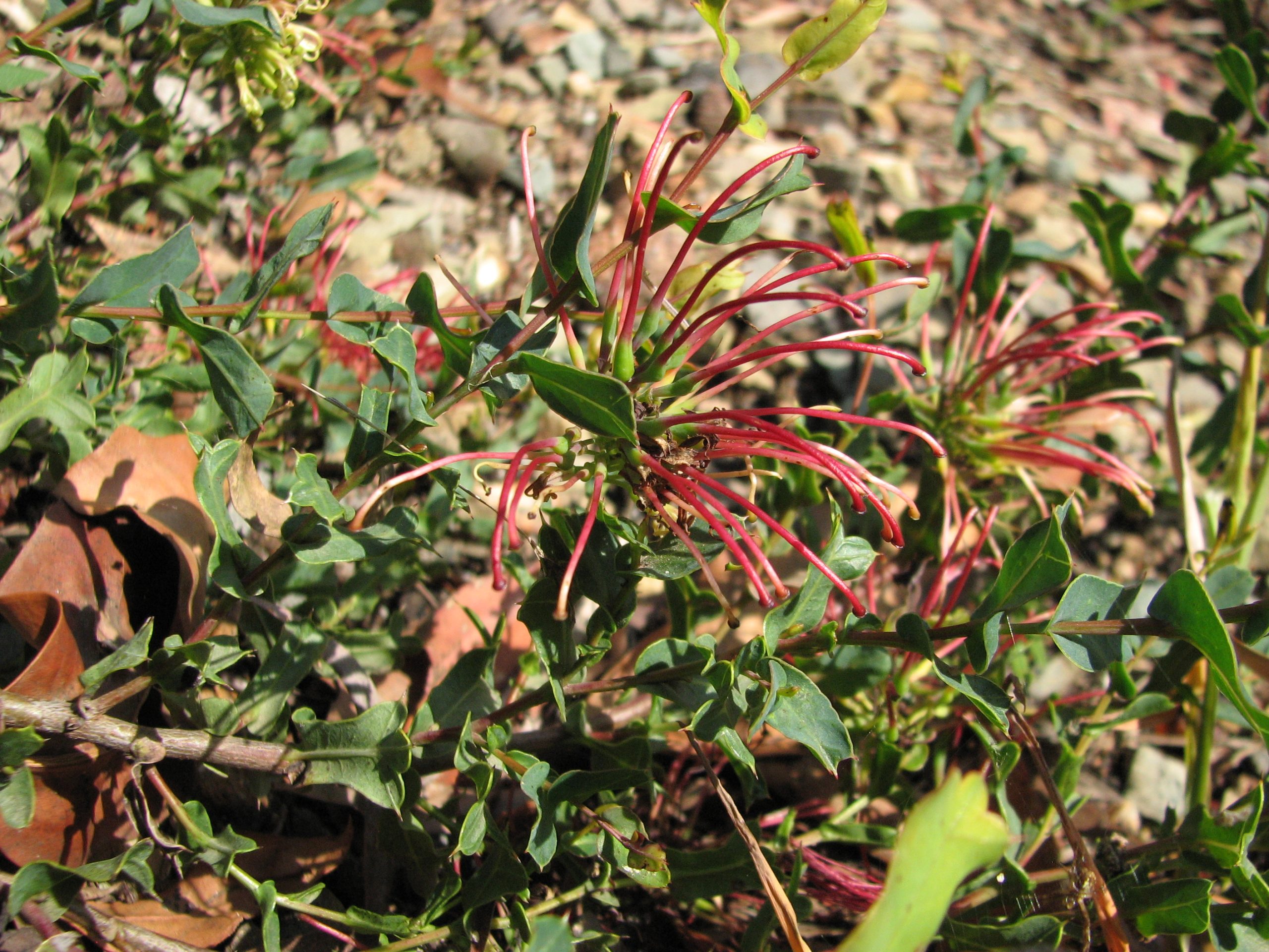 Simbol Keindahan dan Ketahanan Flora Australia