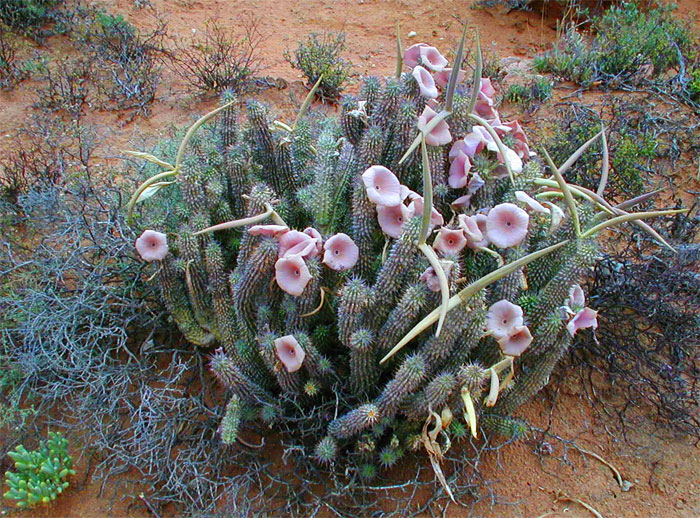 Hoodia Gordonii Tumbuhan Bersejarah dalam negara Afrika