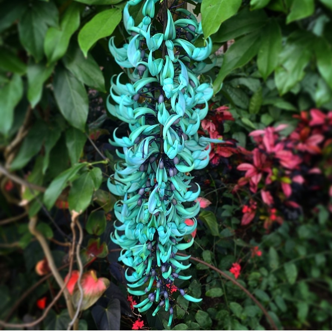 JADE VINE BUNGA CANTIK FILIPINA