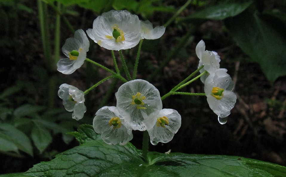 Skeleton Flower