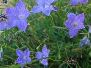 Australian Bluebell Tumbuhan Langka Yang Perlu Dilindungi