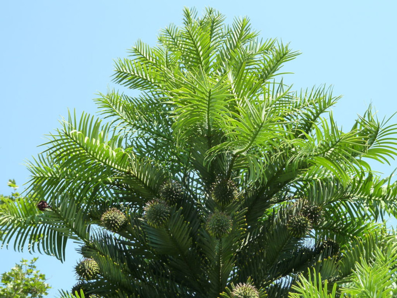 Wollemi Pine Pohon Tertua Dan Terlangka Di Dunia 