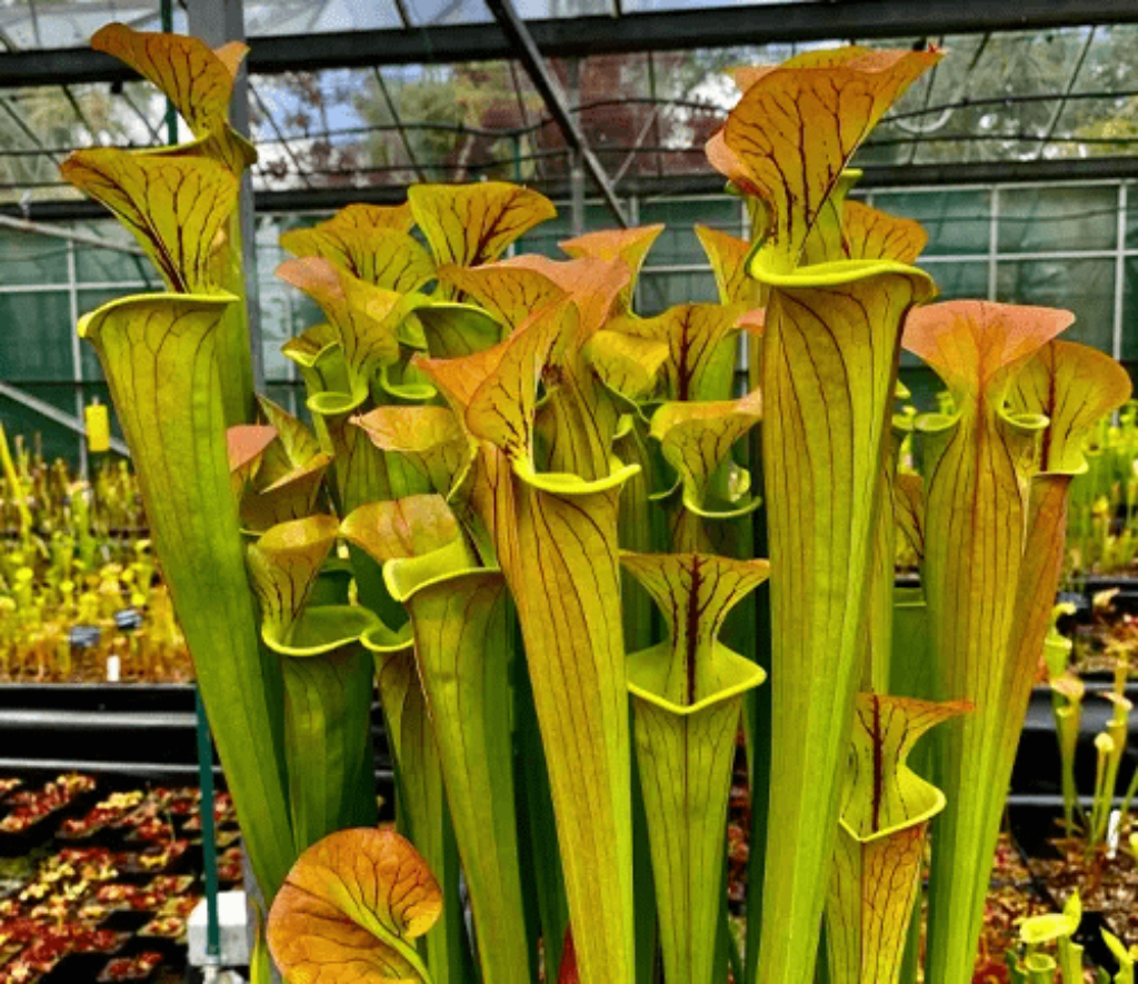 Sarracenia oreophila Tumbuhan Langka