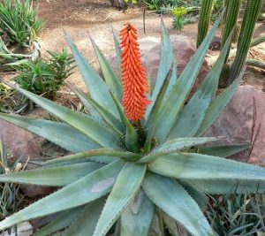 Aloe Ferox Tumbuhan Berkhasiat Dengan Dunia Herbal