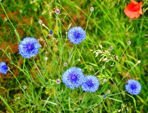 Bunga Milu Biru, Tumbuh Langka di Padang Rumput Eropa