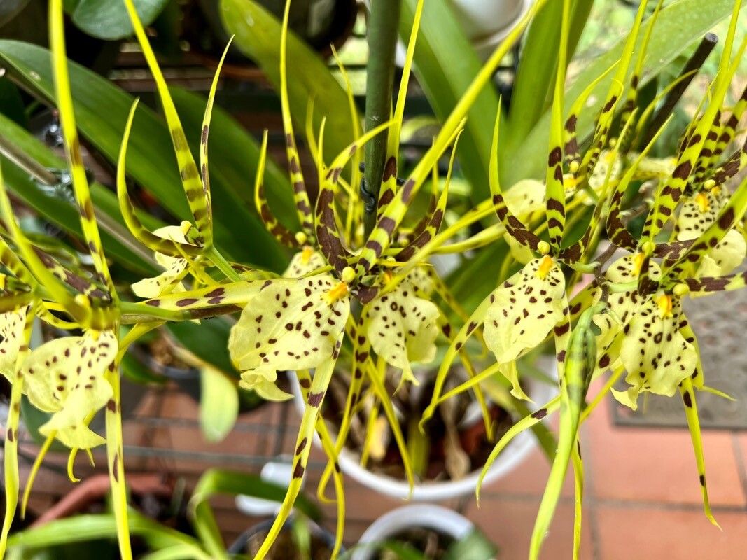 Yellow Spider Orchid Anggrek keunikan tanaman ini mirip dengan laba laba