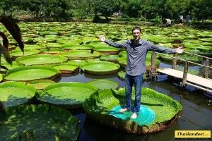 Giant Water Lily