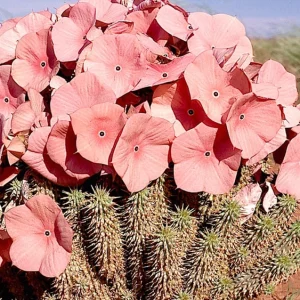 Hoodia Gordonii Tumbuhan Bersejarah yang Mempesona Dan Keunikannya