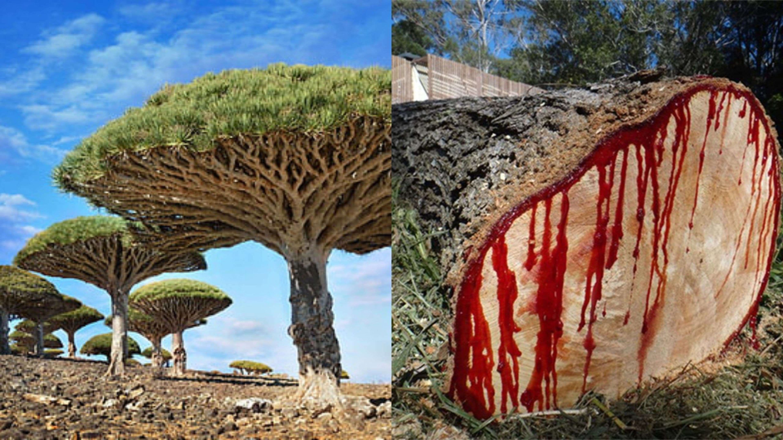 HutanpediaPohon Darah Naga, Si Penghuni Pulau Socotra