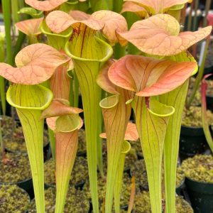 Sarracenia oreophila Tumbuhan Langka Dan Perannya Dalam Ekosistem