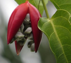 Adenia Heterophylla Tumbuhan Unik dan Perlu Pelestarian