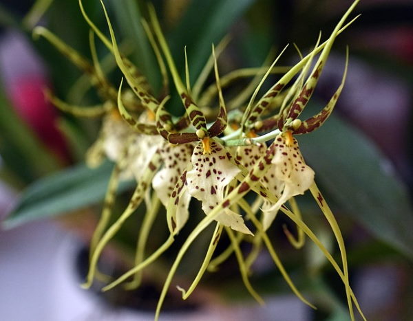 Yellow Spider Orchid Anggrek spesie yang langka hanya di temukan di australia