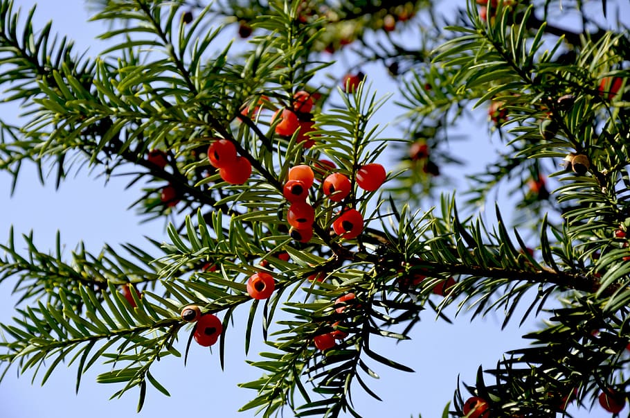 European Yew tumbuhan yang memiliki manfaat bagi tubuh