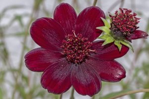 Chocolate Cosmos