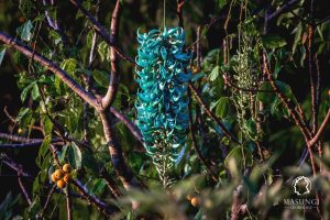 Jade Vine, Tumbuhan Endemik & Langka Dari Hutan Tropis Filipina