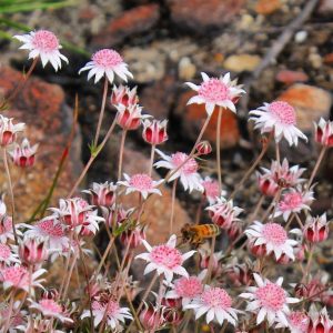 Bunga Pink Flannel Bunga Langka Yang Mekar di Lahan Blue Mountains Australia