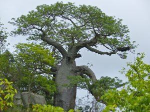 Adansonia Digitata Pohon Resilien Yang Menghadapi Tantangan Zaman