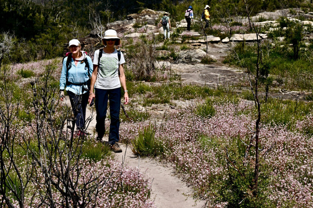 Gunung Victoria Tempat yang cocok untuk meihat bunga ini