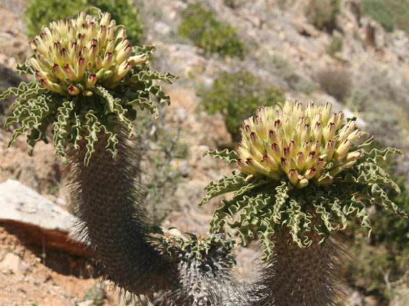 Pachypodium Namaquanum: Simbol Ketahanan di Tanah Kering