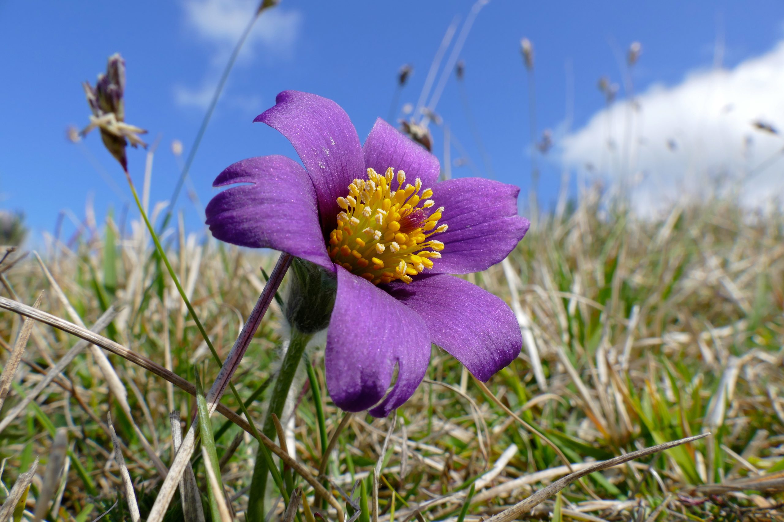 Pesona dan Perlindungan Pulsatilla vulgaris