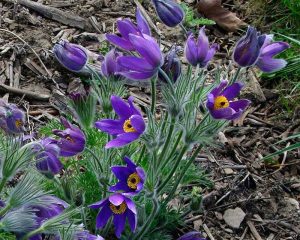 Pulsatilla vulgaris Pesona Bunga Anemone yang Terancam di Eropa