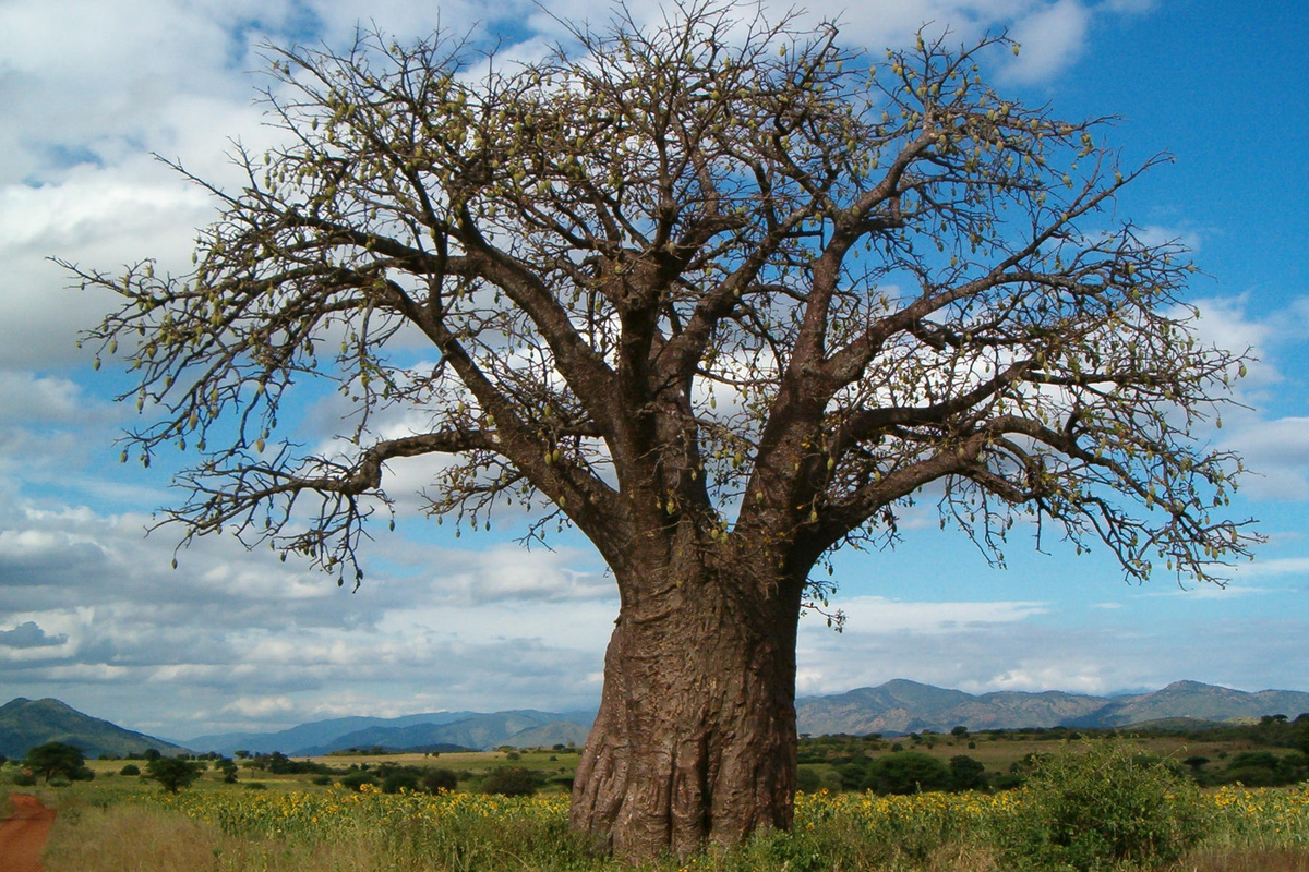 Adansonia Digitata Pohon Ikonik yang Menyimpan Seribu Manfaat