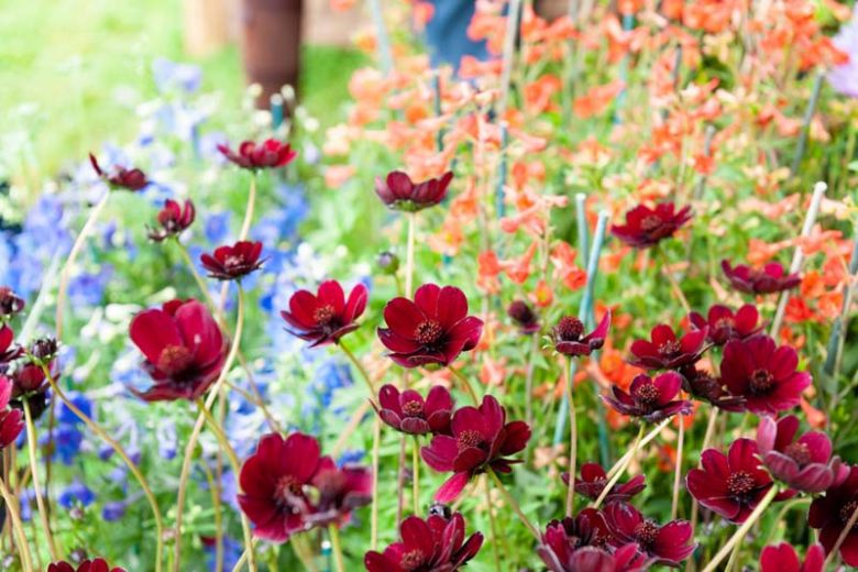 Chocolate Cosmos